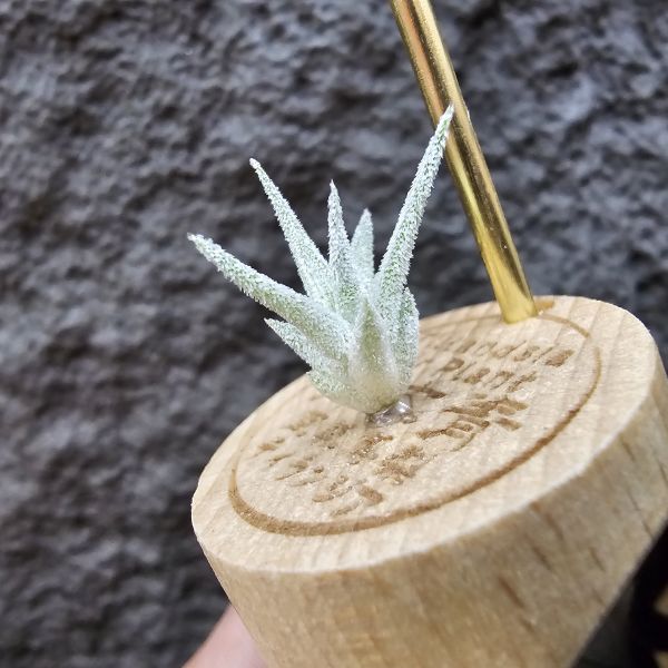 長莖×可愛派/Tillandsia ionantha v. van-hyningii × Cutie Pie 