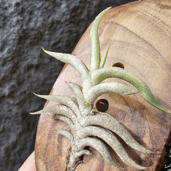 赫塔minor(上木尺寸較大)/Tillandsia Hirta minor~與一般尺寸的赫塔magio差別為minor的成株尺寸小一半、葉片較肥短~ 