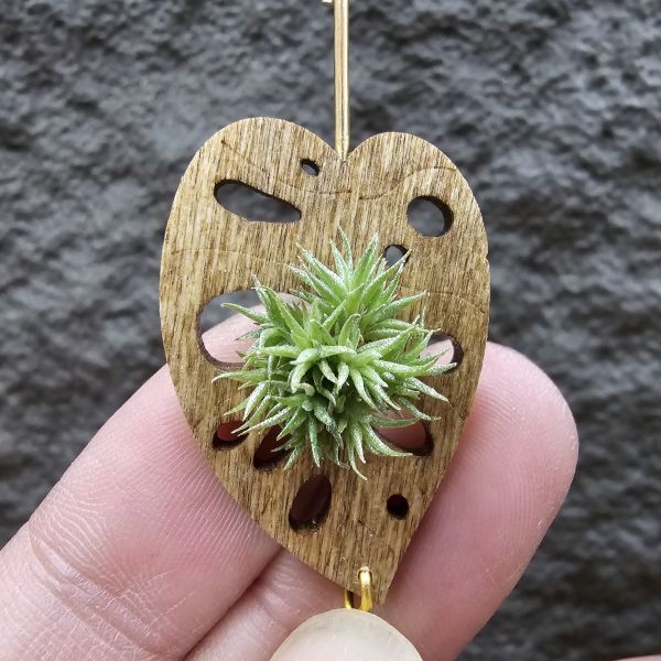 草皮鳳(實生叢)/Tillandsia tricholepis seedling 