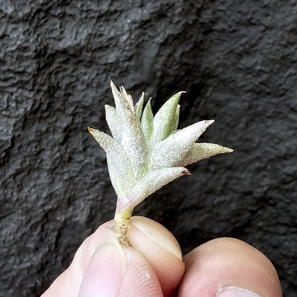 安古/Tillandsia angulosa 