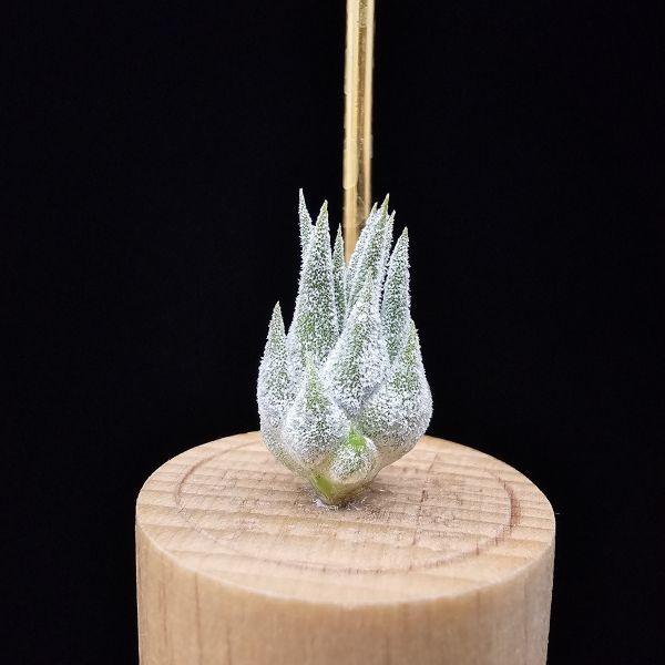 薰衣草小精靈(夏威夷)/Tillandsia ionantha Hawaiian Lavender 
