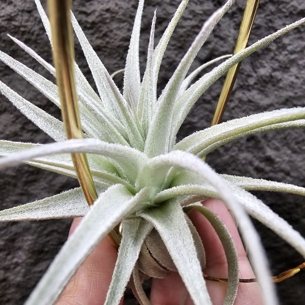 薄紗變異(紫花)/Tillandsia gardneri v. rupicola purple form 