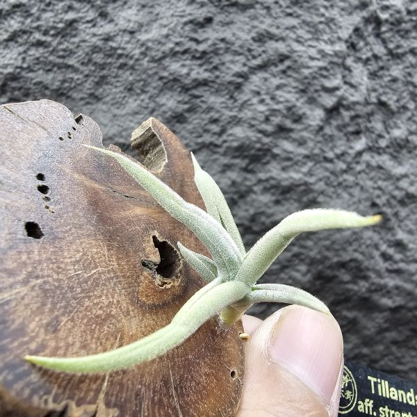 肥腸/Tillandsia aff. streptocarpa 