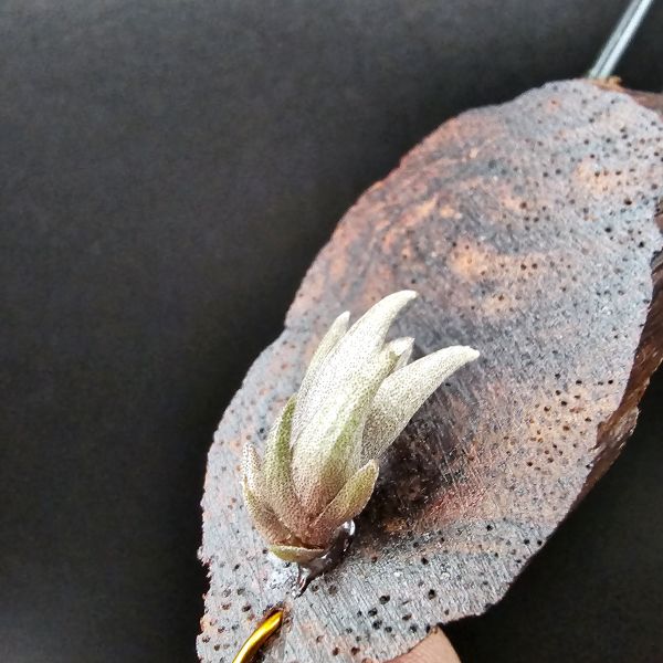 小海螺(帶一芽)/Tillandsia Peiranoi Red~重油耐用"降真木"板材 