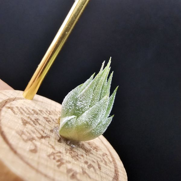 花生米早期×雨林AP/Tillandsia ionantha Peanut × ionantha Apretado(RFI) 