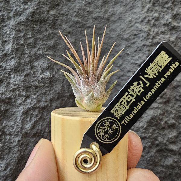 羅西塔小精靈/Tillandsia ionantha rosita 