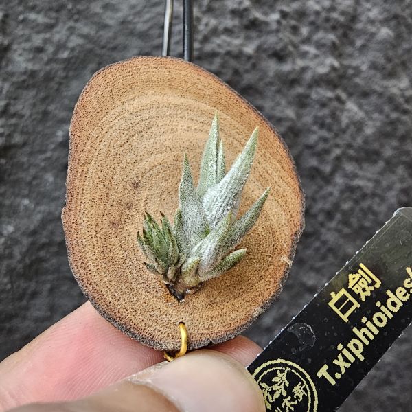 白劍/Tillandsia xiphioides(TI) 