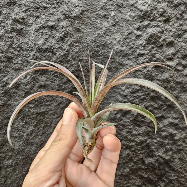 芬蘭紐麗娜(顯色)/Tillandsia variabilis~老品種目前好像較少見、挺美的唷！ 