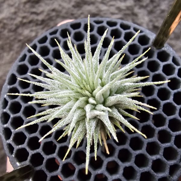 熱帶手雷 × 德K榛果(From JoLi)/Tillandsia ionantha Hand Grenade(Tropiflora) × haselnuss(KK) 