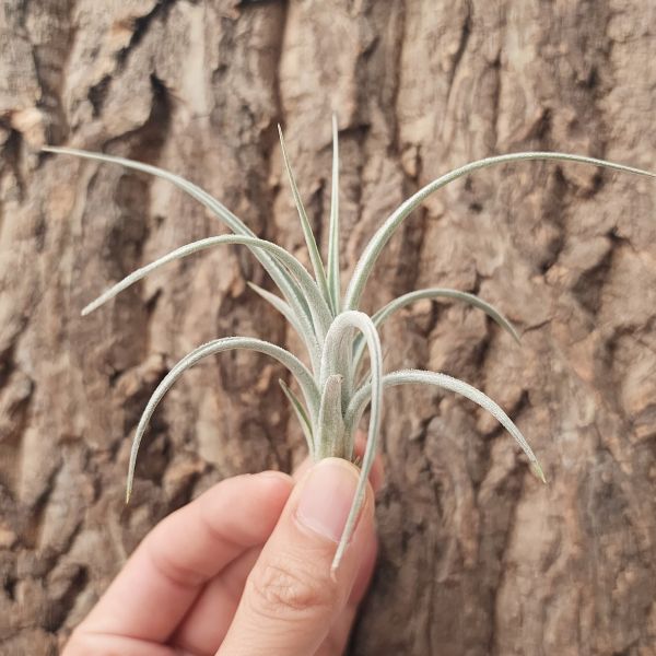 勞侖茲/Tillandsia Lorentziana 