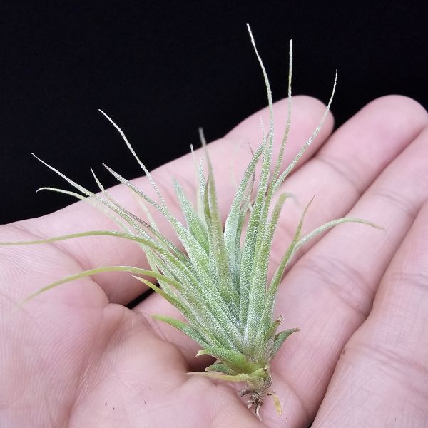 旋風大開曼×電捲燙(長大很美)/Tillandsia flexuosa Grand Cayman × streptophylla~旋風大開曼交種好像都不令人失望！圖四、五較大植株參照！ 