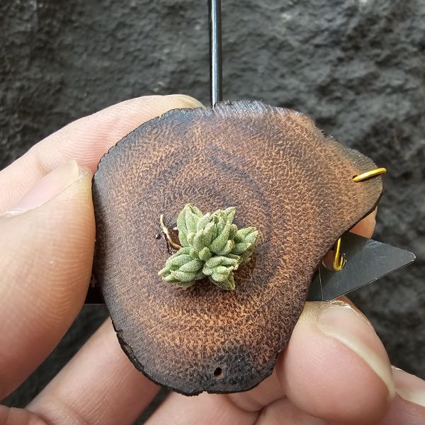 白天鵝(實生群)/Tillandsia barfussii seedling~實生苗在成長過程中皆有持續增生芽的可能！ 
