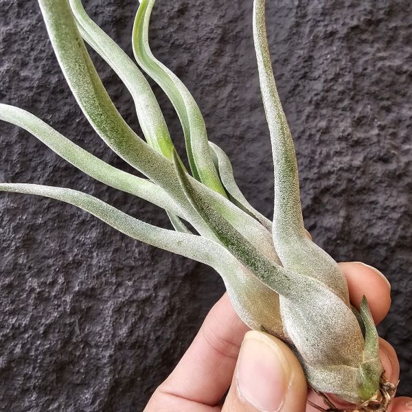 章魚×女王頭/Tillandsia Double Delight 