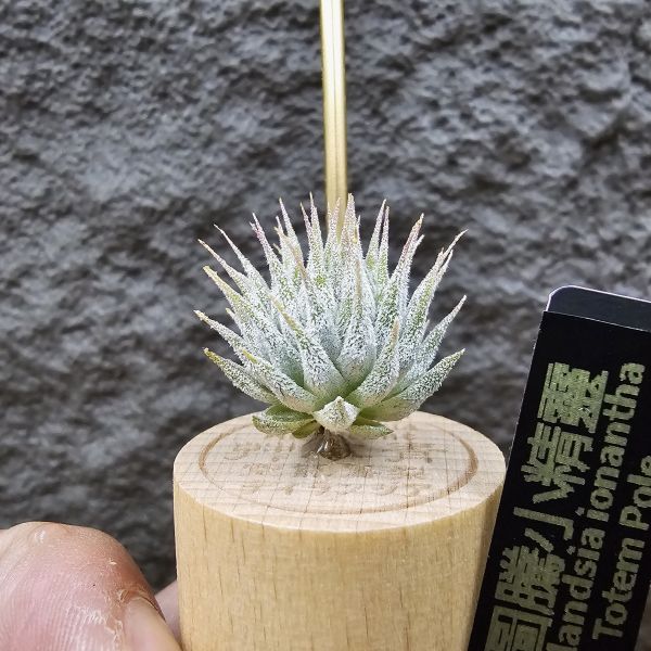 圖騰小精靈/Tillandsia ionantha Totem Pole 