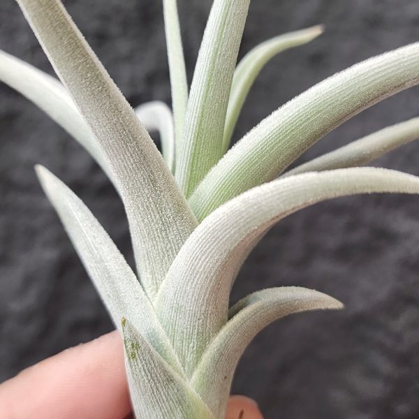 樂透/Tillandsia lotteae 