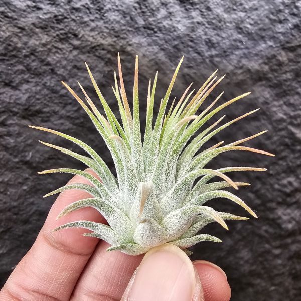 龍精靈(雨林)/Tillandsia ionantha Ron(RFI)~後期雨林進口植株，葉序有較密集、型態不太會下包！ 