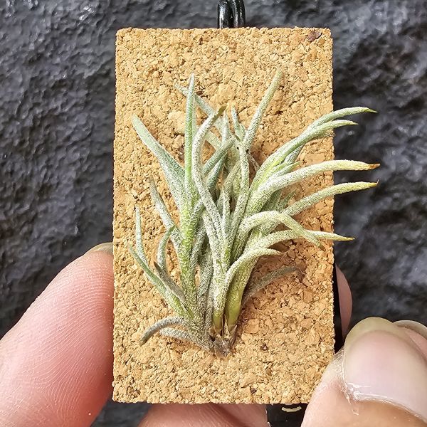 卡畢(阿根廷野採)/Tillandsia capillaris(Argentina) 