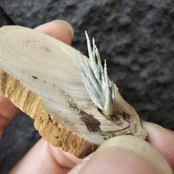 歐洲阿Q×TY/Tillandsia arequitae × Ty(ehlersiana × bulbosa)~YY 