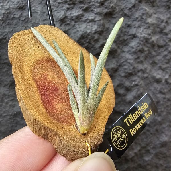 rosacea(紅色型)/Tillandsia rosacea Red 