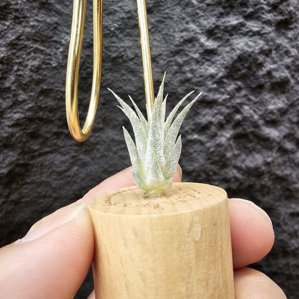 香檳×蜜桃小精靈(白花)/Tillandsia chiapensis × ionantha peach~雖成長會有香檳的顯色感 
