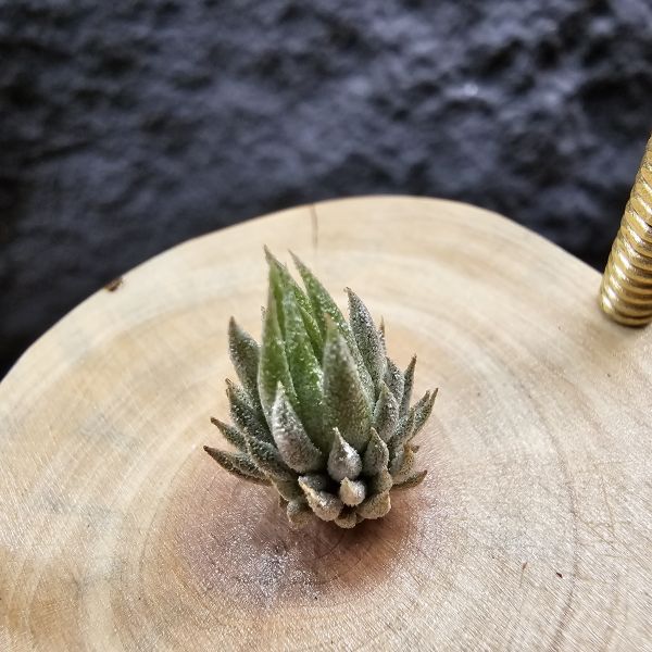 MiniQ/Tillandsia ionantha MiniQ~From JoLi (⁎  )(  ⁎) 