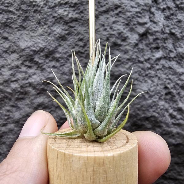 K燒/Tillandsia Kautskyi(Europe) 