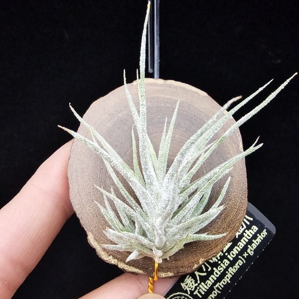 New~小矮人精靈×雞爪(精靈爪?)/Tillandsia ionantha Enano(Tropiflora) × glabrior~熱帶'小矮人精靈'與銀葉質感的'雞爪'交種，有點奇葩XD~叢生滿美、毛毛的~ 