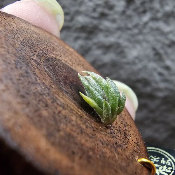 白天鵝 × 格塔/Tillandsia barfussii × gerdae 