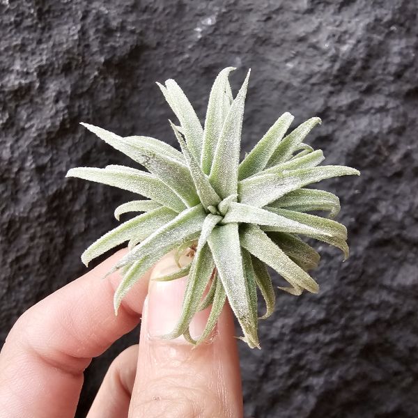BC × 龍精靈/Tillandsia bea correale × ionantha Ron 