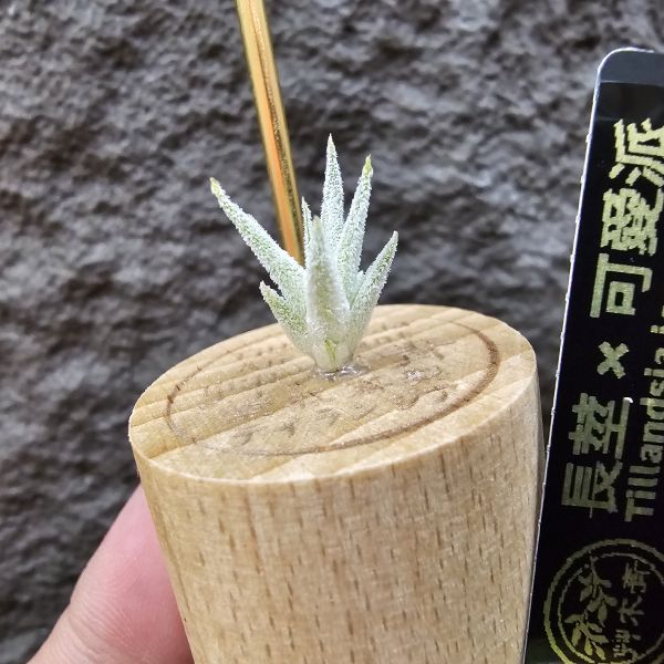 長莖×可愛派/Tillandsia ionantha v. van-hyningii × Cutie Pie 
