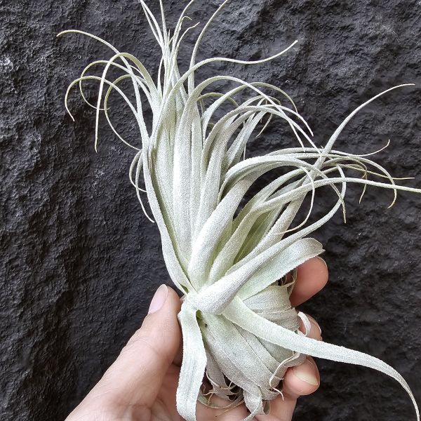 巴西薄紗變異(野採母株後代芽帶大，養非常久穩定植株)/Tillandsia gardneri var. rupicola 