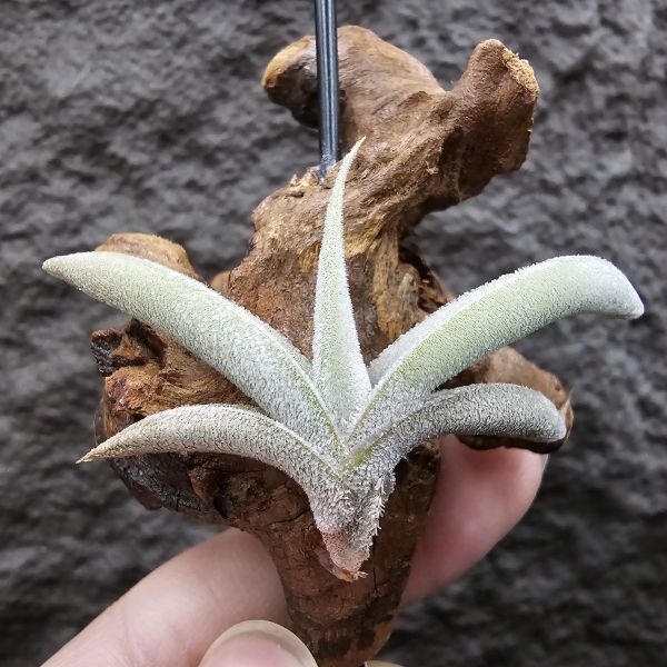 甜不辣/Tillandsia tenebra(Argentina) 