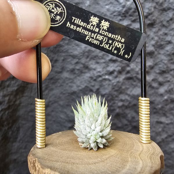 榛榛(帶一芽)/Tillandsia ionantha haselnuss(RFI) × haselnuss(KK) 