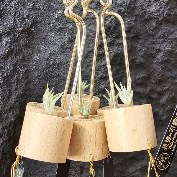 長莖×可愛派(不挑株長大很可愛)/Tillandsia ionantha v. van-hyningii × Cutie Pie 