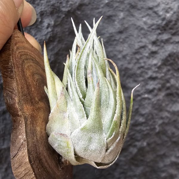 K燒(特大尺寸)/Tillandsia kautskyi 