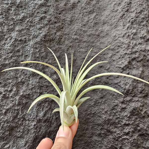 日曆女孩/ Tillandsia Calendar Girl 