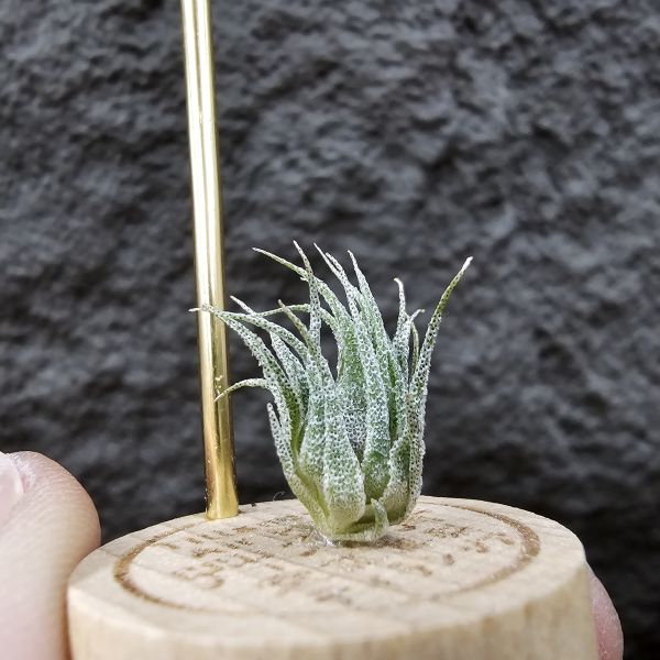 S燒(台產芽)/Tillandsia sprengeliana(Europe) 
