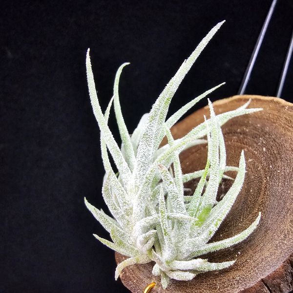 New~小矮人精靈×雞爪(精靈爪?)/Tillandsia ionantha Enano(Tropiflora) × glabrior~熱帶'小矮人精靈'與銀葉質感的'雞爪'交種，有點奇葩XD~叢生滿美、毛毛的~ 