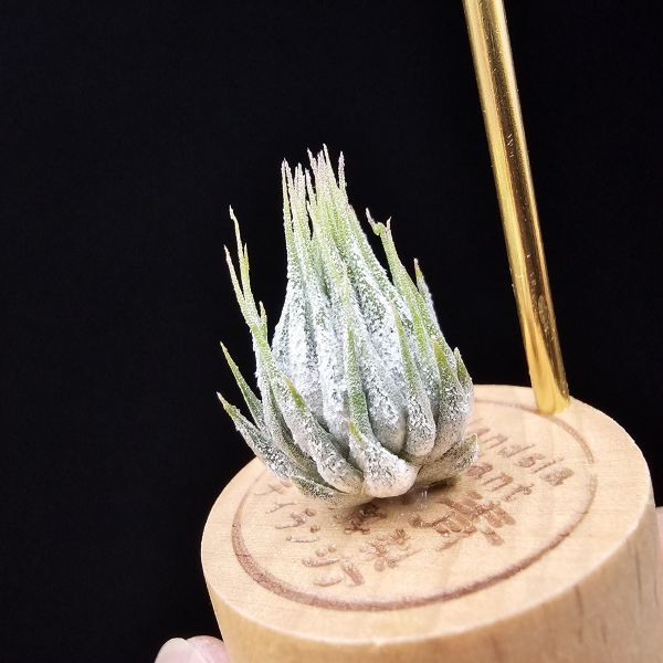 德K榛果/Tillandsia ionantha haselnuss(KK) 