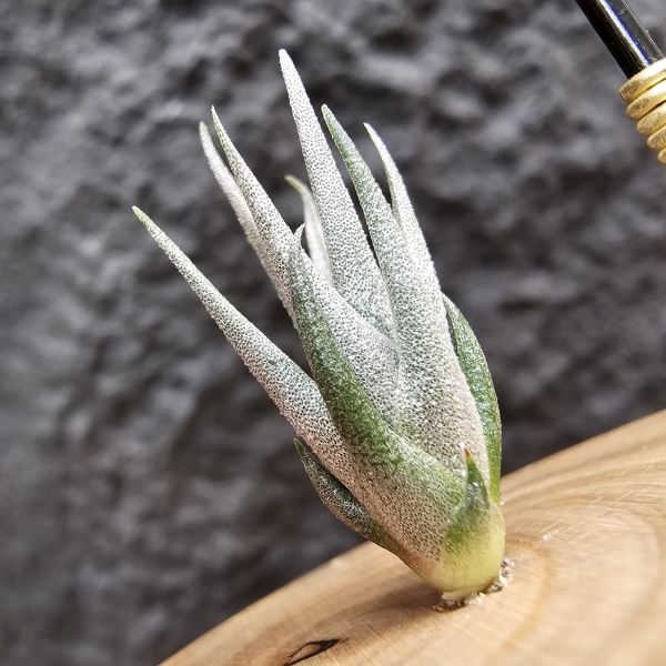 法國毛媳婦×迷你紫犀牛/Tillandsia xiphioides forme poilue(FR) × seleriana mini Purple 