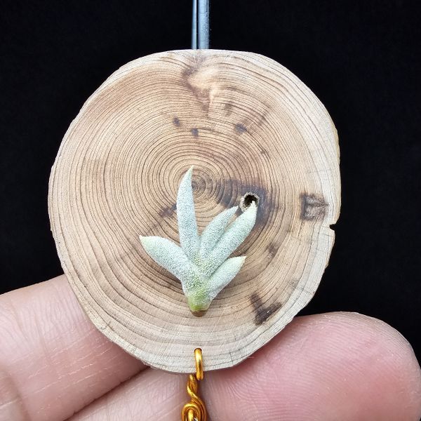 卡畢拉瑞斯(玫瑰)Tillandsia capillaris Rose Flower 