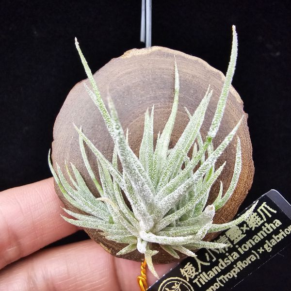 New~小矮人精靈×雞爪(精靈爪?)/Tillandsia ionantha Enano(Tropiflora) × glabrior~熱帶'小矮人精靈'與銀葉質感的'雞爪'交種，有點奇葩XD~叢生滿美、毛毛的~ 