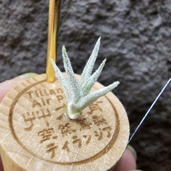 長莖×可愛派/Tillandsia ionantha v. van-hyningii × Cutie Pie 