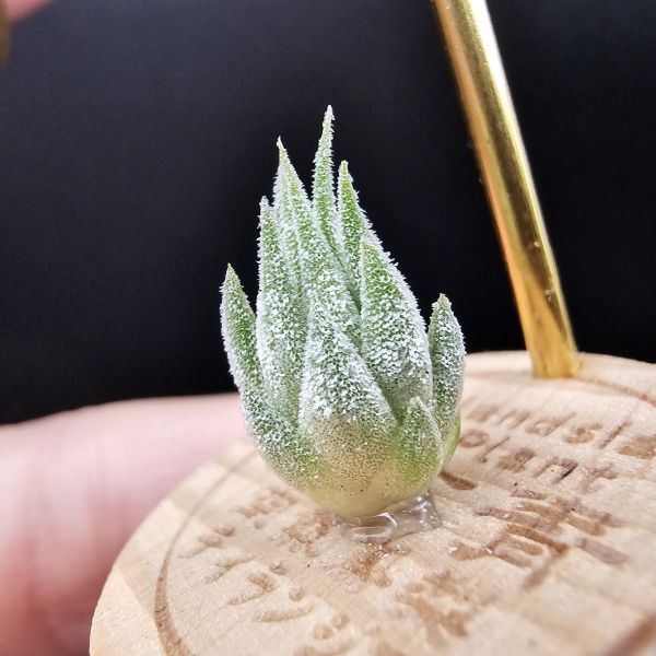 花生米早期×雨林AP/Tillandsia ionantha Peanut × ionantha Apretado(RFI) 