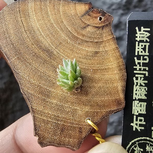 布雷爾利托西斯-實生(隨著成長會持續冒芽叢生)/Tillandsia brealitoensis seedling 