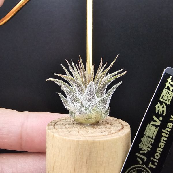 小精靈V.多國花/Tillandsia ionantha v. stricta~圖四母株參考，成株為密集細硬葉的表現表現，光照穩定會顯暗紅色！ 