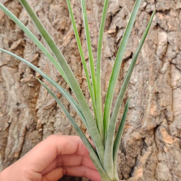 噴泉×費西/Tillandsia Exserta × Fasciculata 