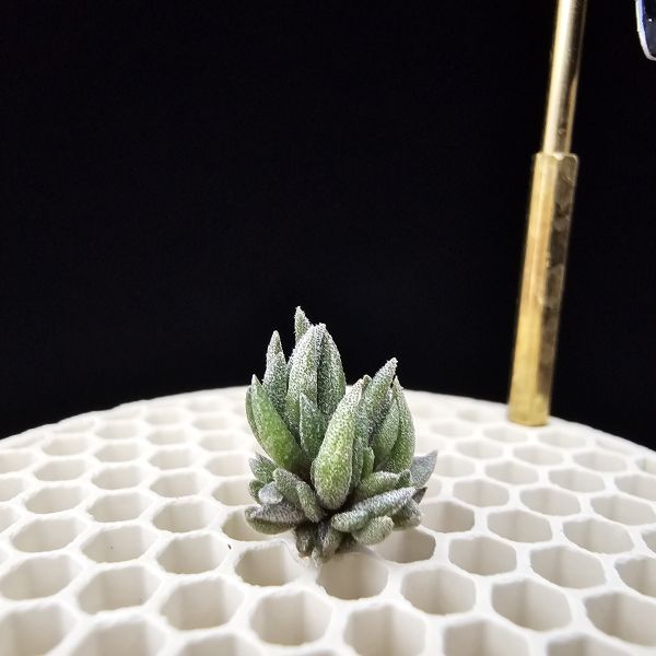 New~初戀(烏拉圭)×銀冰(母株1+6小芽)/Tillandsia arequitae(UY) × chiletensis~隨著植株成長會越來越白毛！ 