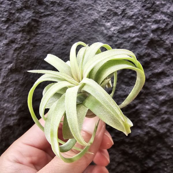 電捲燙×龍精靈-側芽非實生/Tillandsia streptophllya × ionantha Ron 