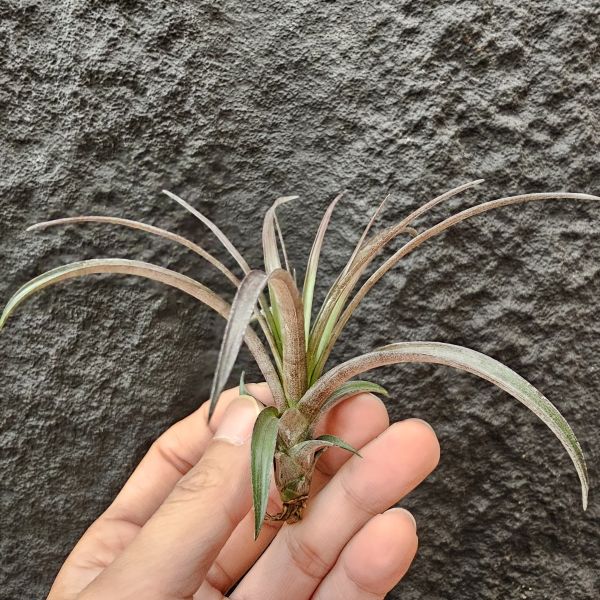 芬蘭紐麗娜(顯色)/Tillandsia variabilis~老品種目前好像較少見、挺美的唷！ 